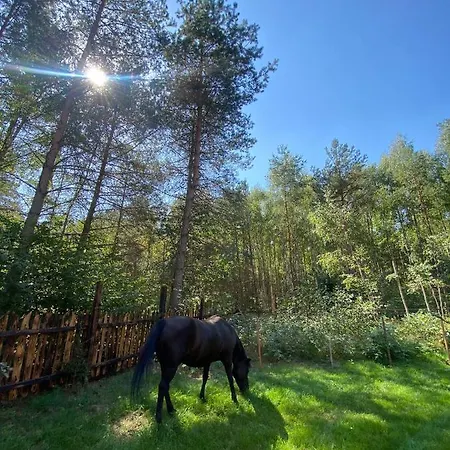 Domek Z Balia W Lesie Na Mazurach Orzyny Esterno foto
