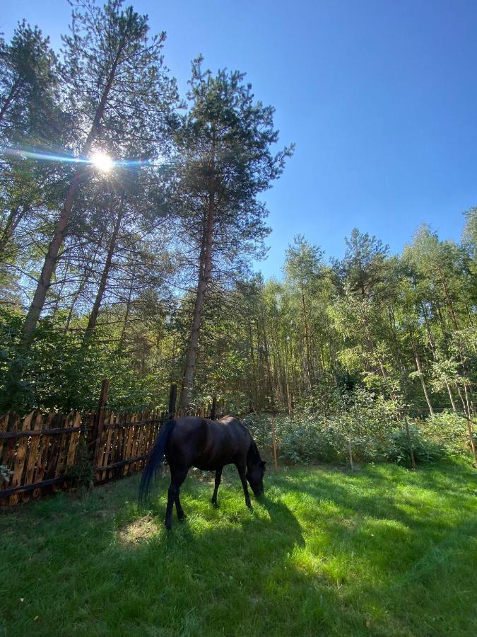 Z Balia W Lesie Na Mazurach Holiday home Orzyny